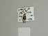  ( - BC ZSM Lep 84479)  @13 [ ] CreativeCommons - Attribution Non-Commercial Share-Alike (2014) Axel Hausmann/Bavarian State Collection of Zoology (ZSM) SNSB, Zoologische Staatssammlung Muenchen