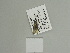  ( - BC ZSM Lep 84484)  @12 [ ] CreativeCommons - Attribution Non-Commercial Share-Alike (2014) Axel Hausmann/Bavarian State Collection of Zoology (ZSM) SNSB, Zoologische Staatssammlung Muenchen