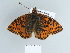  ( - BC ZSM Lep 84538)  @13 [ ] CreativeCommons - Attribution Non-Commercial Share-Alike (2014) Axel Hausmann/Bavarian State Collection of Zoology (ZSM) SNSB, Zoologische Staatssammlung Muenchen