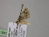  ( - BC ZSM Lep R 21048)  @12 [ ] CreativeCommons - Attribution Non-Commercial Share-Alike (2012) Axel Hausmann/Bavarian State Collection of Zoology (ZSM) SNSB, Zoologische Staatssammlung Muenchen