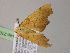  ( - BC ZSM Lep R 21058)  @12 [ ] CreativeCommons - Attribution Non-Commercial Share-Alike (2012) Axel Hausmann/Bavarian State Collection of Zoology (ZSM) SNSB, Zoologische Staatssammlung Muenchen