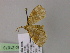  ( - BC ZSM Lep R 21073)  @12 [ ] CreativeCommons - Attribution Non-Commercial Share-Alike (2012) Axel Hausmann/Bavarian State Collection of Zoology (ZSM) SNSB, Zoologische Staatssammlung Muenchen