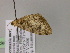  ( - BC ZSM Lep R 21084)  @12 [ ] CreativeCommons - Attribution Non-Commercial Share-Alike (2012) Axel Hausmann/Bavarian State Collection of Zoology (ZSM) SNSB, Zoologische Staatssammlung Muenchen