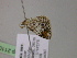  ( - BC ZSM Lep R 21103)  @12 [ ] CreativeCommons - Attribution Non-Commercial Share-Alike (2012) Axel Hausmann/Bavarian State Collection of Zoology (ZSM) SNSB, Zoologische Staatssammlung Muenchen