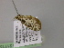  ( - BC ZSM Lep R 21115)  @12 [ ] CreativeCommons - Attribution Non-Commercial Share-Alike (2012) Axel Hausmann/Bavarian State Collection of Zoology (ZSM) SNSB, Zoologische Staatssammlung Muenchen