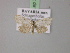  ( - BC ZSM Lep R 21136)  @12 [ ] CreativeCommons - Attribution Non-Commercial Share-Alike (2012) Axel Hausmann/Bavarian State Collection of Zoology (ZSM) SNSB, Zoologische Staatssammlung Muenchen