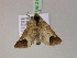  ( - BC ZSM Lep R 21448)  @13 [ ] CreativeCommons - Attribution Non-Commercial Share-Alike (2012) Axel Hausmann/Bavarian State Collection of Zoology (ZSM) SNSB, Zoologische Staatssammlung Muenchen