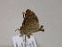  ( - BC ZSM Lep R 21468)  @13 [ ] CreativeCommons - Attribution Non-Commercial Share-Alike (2012) Axel Hausmann/Bavarian State Collection of Zoology (ZSM) SNSB, Zoologische Staatssammlung Muenchen