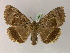  (Mormo - BC ZSM Lep R 21627)  @15 [ ] CreativeCommons - Attribution Non-Commercial Share-Alike (2012) Axel Hausmann/Bavarian State Collection of Zoology (ZSM) SNSB, Zoologische Staatssammlung Muenchen