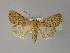 (Hoplodrina superstes - BC ZSM Lep R 21631)  @14 [ ] CreativeCommons - Attribution Non-Commercial Share-Alike (2012) Axel Hausmann/Bavarian State Collection of Zoology (ZSM) SNSB, Zoologische Staatssammlung Muenchen