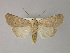  ( - BC ZSM Lep R 21632)  @14 [ ] CreativeCommons - Attribution Non-Commercial Share-Alike (2012) Axel Hausmann/Bavarian State Collection of Zoology (ZSM) SNSB, Zoologische Staatssammlung Muenchen