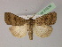  (Caradrina morpheus - BC ZSM Lep R 21636)  @15 [ ] CreativeCommons - Attribution Non-Commercial Share-Alike (2012) Axel Hausmann/Bavarian State Collection of Zoology (ZSM) SNSB, Zoologische Staatssammlung Muenchen