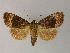  ( - BC ZSM Lep R 21637)  @11 [ ] CreativeCommons - Attribution Non-Commercial Share-Alike (2012) Axel Hausmann/Bavarian State Collection of Zoology (ZSM) SNSB, Zoologische Staatssammlung Muenchen