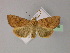  ( - BC ZSM Lep R 21646)  @13 [ ] CreativeCommons - Attribution Non-Commercial Share-Alike (2012) Axel Hausmann/Bavarian State Collection of Zoology (ZSM) SNSB, Zoologische Staatssammlung Muenchen