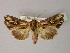  ( - BC ZSM Lep R 21650)  @13 [ ] CreativeCommons - Attribution Non-Commercial Share-Alike (2012) Axel Hausmann/Bavarian State Collection of Zoology (ZSM) SNSB, Zoologische Staatssammlung Muenchen