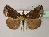  ( - BC ZSM Lep R 21667)  @14 [ ] CreativeCommons - Attribution Non-Commercial Share-Alike (2012) Axel Hausmann/Bavarian State Collection of Zoology (ZSM) SNSB, Zoologische Staatssammlung Muenchen