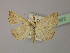  ( - BC ZSM Lep R 21672)  @13 [ ] CreativeCommons - Attribution Non-Commercial Share-Alike (2012) Axel Hausmann/Bavarian State Collection of Zoology (ZSM) SNSB, Zoologische Staatssammlung Muenchen