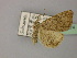  ( - BC ZSM Lep R 21674)  @12 [ ] CreativeCommons - Attribution Non-Commercial Share-Alike (2012) Axel Hausmann/Bavarian State Collection of Zoology (ZSM) SNSB, Zoologische Staatssammlung Muenchen