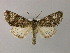  ( - BC ZSM Lep R 21687)  @14 [ ] CreativeCommons - Attribution Non-Commercial Share-Alike (2012) Axel Hausmann/Bavarian State Collection of Zoology (ZSM) SNSB, Zoologische Staatssammlung Muenchen