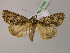  ( - BC ZSM Lep R 21688)  @11 [ ] CreativeCommons - Attribution Non-Commercial Share-Alike (2012) Axel Hausmann/Bavarian State Collection of Zoology (ZSM) SNSB, Zoologische Staatssammlung Muenchen