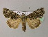  ( - BC ZSM Lep R 21691)  @11 [ ] CreativeCommons - Attribution Non-Commercial Share-Alike (2012) Axel Hausmann/Bavarian State Collection of Zoology (ZSM) SNSB, Zoologische Staatssammlung Muenchen