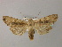  (Lithophane socia - BC ZSM Lep R 21706)  @14 [ ] CreativeCommons - Attribution Non-Commercial Share-Alike (2012) Axel Hausmann/Bavarian State Collection of Zoology (ZSM) SNSB, Zoologische Staatssammlung Muenchen