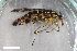  ( - ZFMK-TIS-2609371)  @11 [ ] CreativeCommons  Attribution Share-Alike (by-sa) 640 (2017) Unspecified Zoologisches Forschungsmuseum Alexander Koenig