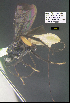  (Therophilus donaldquickei - MF098354)  @11 [ ] CreativeCommons Attribution NonCommercial ShareAlike (2021) M. J. Sharkey University of Kentucky