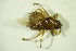  ( - GBOL09771)  @13 [ ] CreativeCommons - Attribution Non-Commercial Share-Alike (2015) Unspecified SNSB, Zoologische Staatssammlung Muenchen