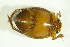  ( - GBOL09774)  @13 [ ] CreativeCommons - Attribution Non-Commercial Share-Alike (2015) Unspecified SNSB, Zoologische Staatssammlung Muenchen