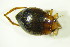  ( - GBOL09775)  @13 [ ] CreativeCommons - Attribution Non-Commercial Share-Alike (2015) Unspecified SNSB, Zoologische Staatssammlung Muenchen