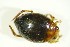  ( - GBOL09776)  @13 [ ] CreativeCommons - Attribution Non-Commercial Share-Alike (2015) Unspecified SNSB, Zoologische Staatssammlung Muenchen