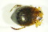  ( - GBOL09778)  @13 [ ] CreativeCommons - Attribution Non-Commercial Share-Alike (2015) Unspecified SNSB, Zoologische Staatssammlung Muenchen