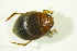  ( - GBOL09779)  @13 [ ] CreativeCommons - Attribution Non-Commercial Share-Alike (2015) Unspecified SNSB, Zoologische Staatssammlung Muenchen
