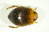  ( - GBOL09780)  @13 [ ] CreativeCommons - Attribution Non-Commercial Share-Alike (2015) Unspecified SNSB, Zoologische Staatssammlung Muenchen