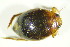  ( - GBOL09781)  @13 [ ] CreativeCommons - Attribution Non-Commercial Share-Alike (2015) Unspecified SNSB, Zoologische Staatssammlung Muenchen