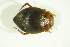  (Hyphydrus - GBOL09783)  @14 [ ] CreativeCommons - Attribution Non-Commercial Share-Alike (2015) Unspecified SNSB, Zoologische Staatssammlung Muenchen