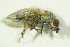  ( - GBOL09842)  @11 [ ] CreativeCommons - Attribution Non-Commercial Share-Alike (2015) Unspecified SNSB, Zoologische Staatssammlung Muenchen