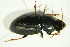  (Harpalus attenuatus - GBOL09843)  @12 [ ] CreativeCommons - Attribution Non-Commercial Share-Alike (2015) Unspecified SNSB, Zoologische Staatssammlung Muenchen