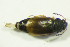  ( - GBOL09849)  @12 [ ] CreativeCommons - Attribution Non-Commercial Share-Alike (2015) Unspecified SNSB, Zoologische Staatssammlung Muenchen