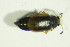  ( - GBOL09850)  @12 [ ] CreativeCommons - Attribution Non-Commercial Share-Alike (2015) Unspecified SNSB, Zoologische Staatssammlung Muenchen