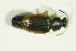  ( - GBOL09854)  @12 [ ] CreativeCommons - Attribution Non-Commercial Share-Alike (2015) Unspecified SNSB, Zoologische Staatssammlung Muenchen