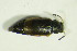  ( - GBOL09855)  @13 [ ] CreativeCommons - Attribution Non-Commercial Share-Alike (2015) Unspecified SNSB, Zoologische Staatssammlung Muenchen