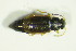  ( - GBOL09856)  @12 [ ] CreativeCommons - Attribution Non-Commercial Share-Alike (2015) Unspecified SNSB, Zoologische Staatssammlung Muenchen