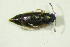  ( - GBOL09858)  @12 [ ] CreativeCommons - Attribution Non-Commercial Share-Alike (2015) Unspecified SNSB, Zoologische Staatssammlung Muenchen