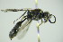  ( - GBOL09868)  @12 [ ] CreativeCommons - Attribution Non-Commercial Share-Alike (2015) Unspecified SNSB, Zoologische Staatssammlung Muenchen