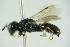  ( - GBOL09873)  @12 [ ] CreativeCommons - Attribution Non-Commercial Share-Alike (2015) Unspecified SNSB, Zoologische Staatssammlung Muenchen