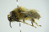  ( - GBOL09891)  @11 [ ] CreativeCommons - Attribution Non-Commercial Share-Alike (2015) Unspecified SNSB, Zoologische Staatssammlung Muenchen