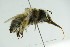  ( - GBOL09897)  @12 [ ] CreativeCommons - Attribution Non-Commercial Share-Alike (2015) Unspecified SNSB, Zoologische Staatssammlung Muenchen