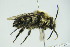  ( - GBOL09919)  @12 [ ] CreativeCommons - Attribution Non-Commercial Share-Alike (2015) Unspecified SNSB, Zoologische Staatssammlung Muenchen